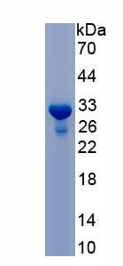 Recombinant Sialic Acid Binding Ig Like Lectin 15 (SIGLEC15)