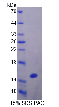 RPU428Hu01.jpg