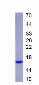 Recombinant WW And C2 Domain Containing Protein 3 (WWC3)