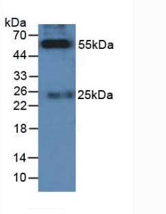 HRP-Linked Rabbit Anti-Feline IgG Polyclonal Antibody