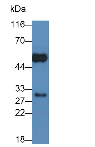 HRP-Linked Rabbit Anti-Porcine IgG Polyclonal Antibody