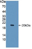 Anti-Hexa Histidine (H6) Tag Polyclonal Antibody