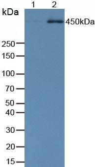 Anti-Phosphorylated Tumor Protein p53 Binding Protein 1 (TP53BP1) Monoclonal Antibody