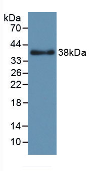 Active Fibroblast Growth Factor 6 (FGF6)