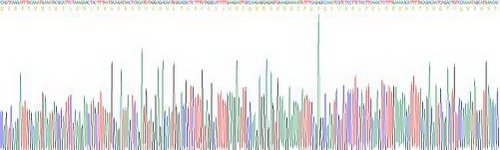 Active Interferon Gamma (IFNg)