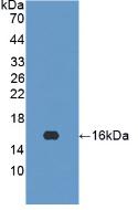 Active Interferon Gamma (IFNg)