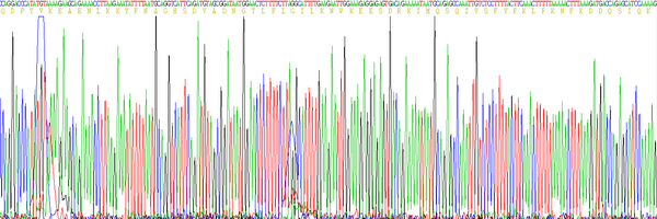 Active Interferon Gamma (IFNg)