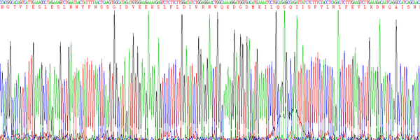 Active Interferon Gamma (IFNg)