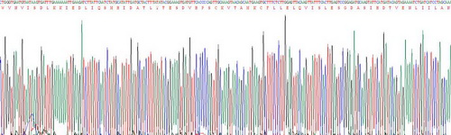 Active Interleukin 15 (IL15)