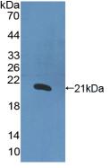 Active Interleukin 1 Alpha (IL1a)