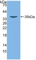 Active Defensin Beta 2 (DEFb2)