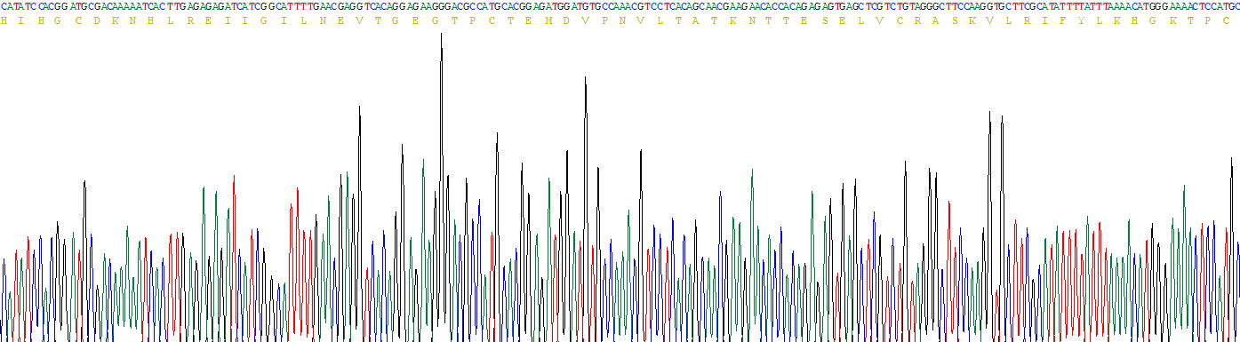 Active Interleukin 4 (IL4)