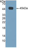 Active Interleukin 4 (IL4)