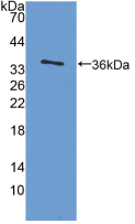 Active Interleukin 4 (IL4)