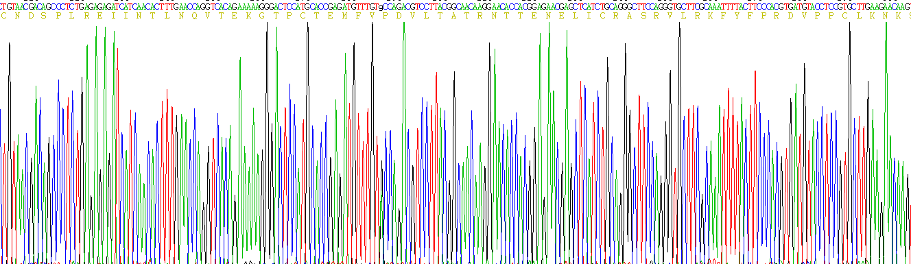 Active Interleukin 4 (IL4)