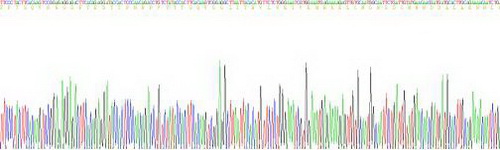 Active Interleukin 6 (IL6)