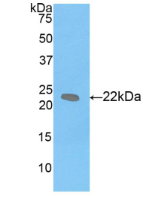 Active Leukemia Inhibitory Factor (LIF)