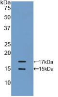 Active Monocyte Chemotactic Protein 1 (MCP1)