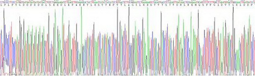 Active Matrix Metalloproteinase 13 (MMP13)