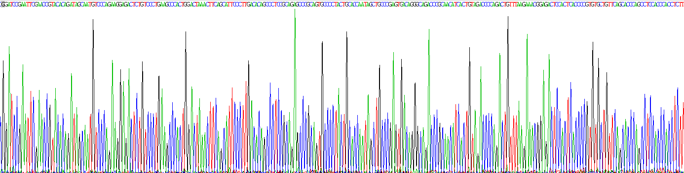 Active Nerve Growth Factor (NGF)