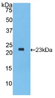 Active Interferon Alpha 2 (IFNa2)