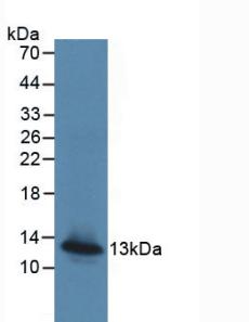 Active Monocyte Chemotactic Protein 4 (MCP4)