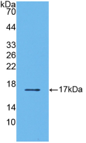 Active Transforming Growth Factor Beta 2 (TGFb2)