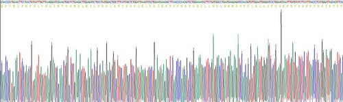 Active Paraoxonase 1 (PON1)