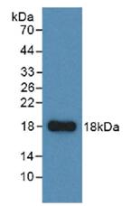 Active Ribonuclease A (RNase A)