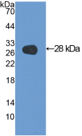 Active Galectin 3 (GAL3)