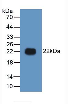 Active High Mobility Group Protein 1 (HMGB1)