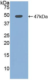 Active Myoglobin (MYO)