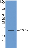 Active Apolipoprotein A1 (APOA1)