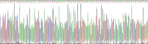 Active Protein Kinase R (PKR)