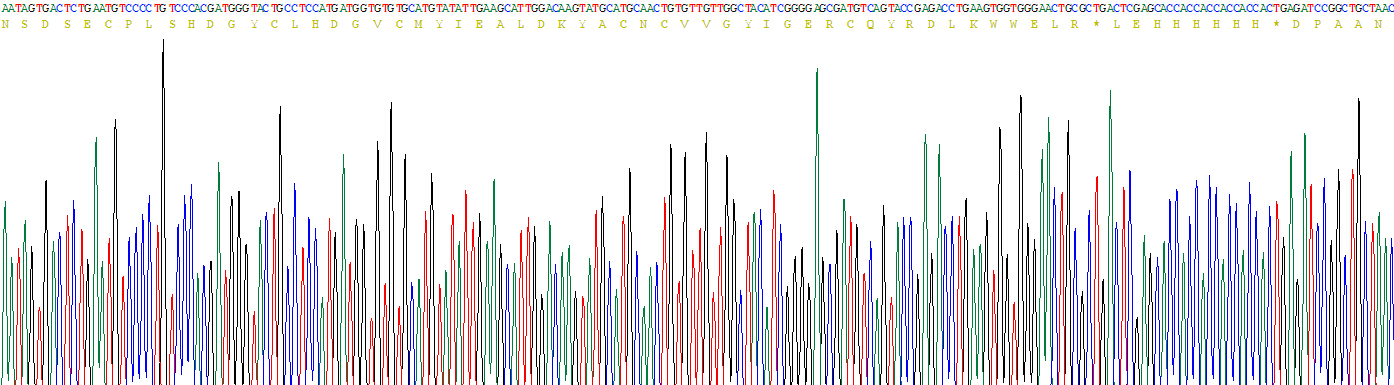 Active Epidermal Growth Factor (EGF)