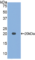 Active Midkine (MK)