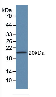 Active Slit Homolog 2 (Slit2)