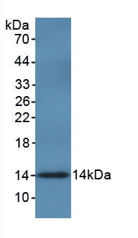 Active Macrophage Migration Inhibitory Factor (MIF)