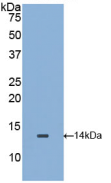 Active Macrophage Migration Inhibitory Factor (MIF)