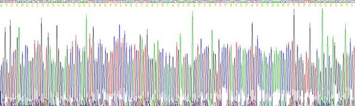 Active Parathyroid Hormone Related Protein (PTHrP)