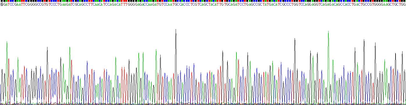 Active Deoxyribonuclease I (DNASE1)