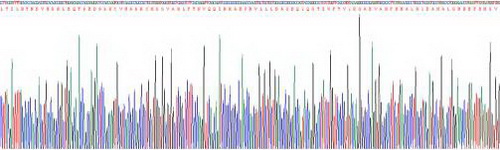 Active Cluster Of Differentiation 73 (CD73)