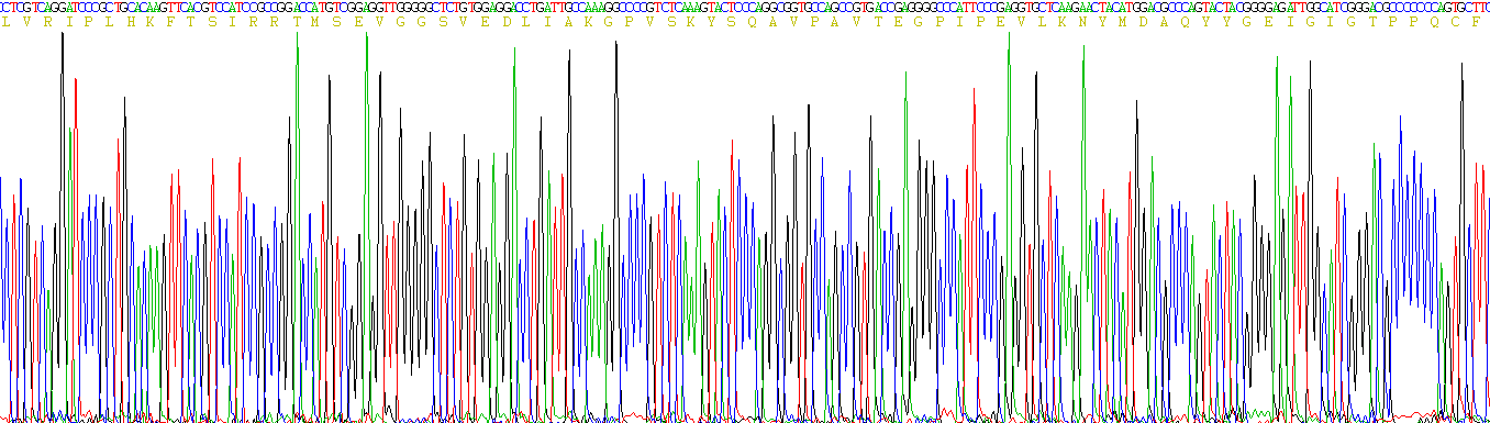 Active Cathepsin D (CTSD)