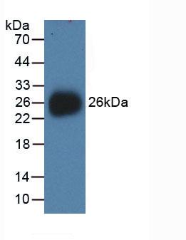 Active Neuraminidase (NEU)