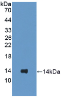 Active Surfactant Protein C (SP-C)