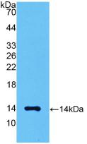 Active Myostatin (MSTN)