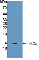 Active Myostatin (MSTN)