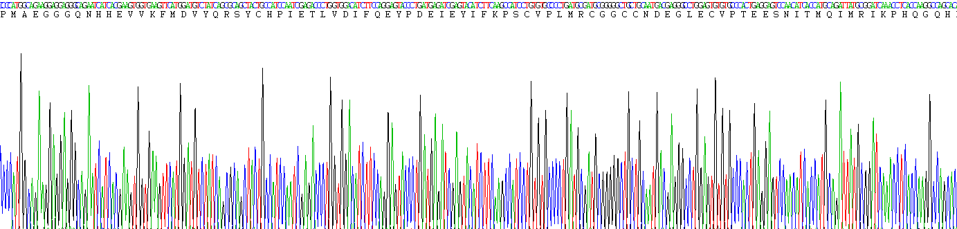 Active Vascular Endothelial Growth Factor 165 (VEGF165)