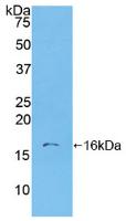 Active S100 Calcium Binding Protein A6 (S100A6)