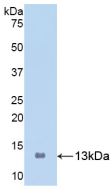 Active S100 Calcium Binding Protein A8 (S100A8)